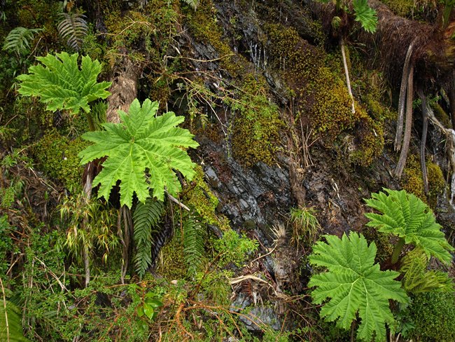 ../../Pictures/231209/019 Pangue.JPG